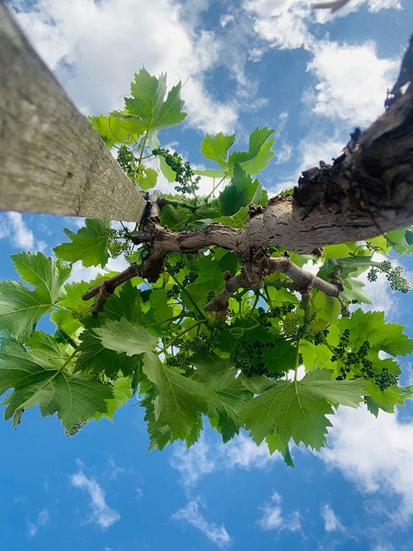 Cep des de baix amb el cel de fons