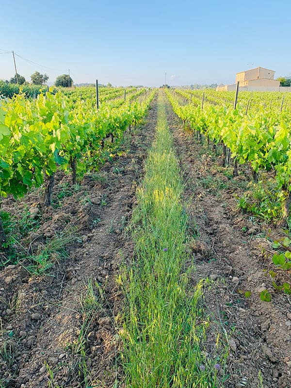 Control de la coberta vegetal