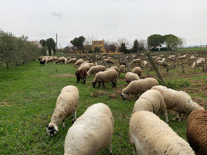 Vinyes de Cal Tiques